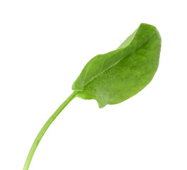 One fresh green sorrel leaf isolated on white