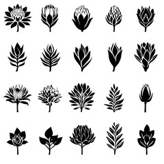 Collection of Proteas vector designs, Proteas illustration art