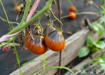 Growing of Blue Pearl tomatoes on greenhouse plantations agriculture in summer. Organic fresh...