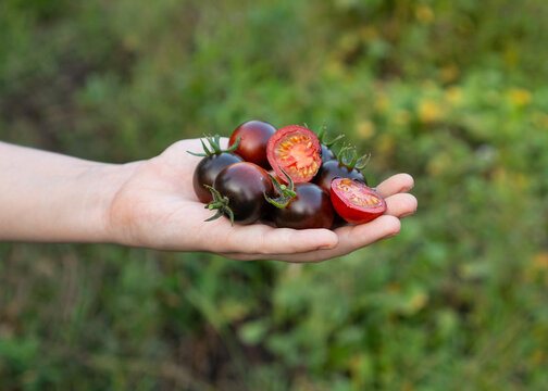 Farmer holds in his hands cherry tomatoes red and anthocyanin Helsing Junction Blues. Organic fresh produce on sale at the local farmers market. Gardening agriculture concept. Woman farm worker hand