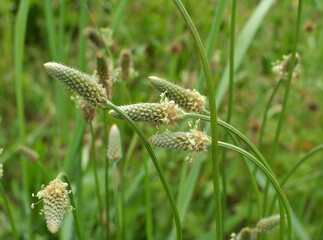 Fototapeta premium Plantain (Plantago) flowers are blooming