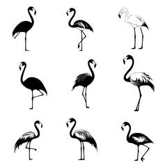 Fototapeta premium Collection of Flamingos vector designs, Flamingos vector graphic