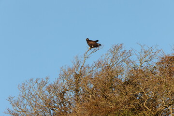 Japanese Golden eagle (Aquila chrysaetos japonica ) in Japan