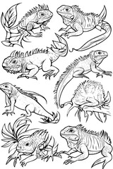 Collection of Iguanas coloring book vectors, Iguanas vector graphic