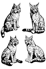 Collection of Lynxes coloring book vectors, Lynxes vector graphic