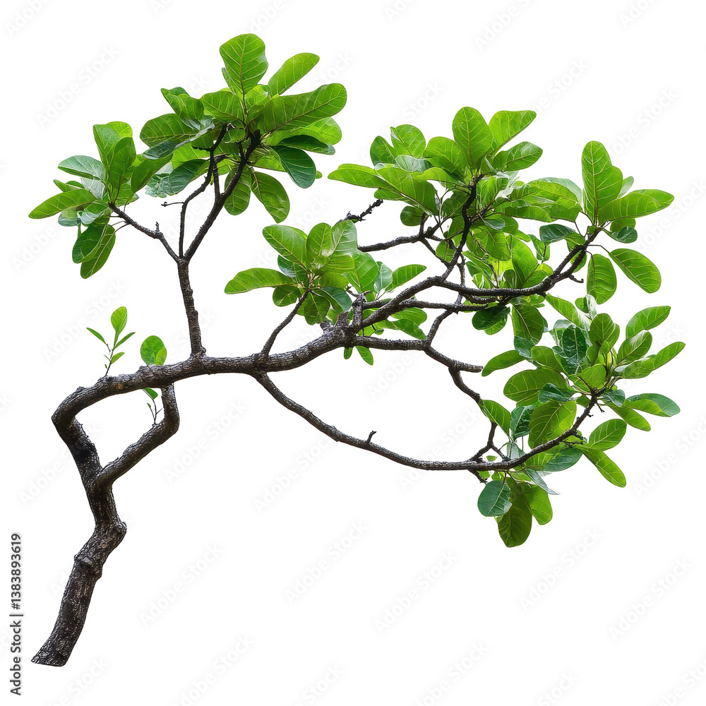 Poster branch with vibrant green leaves from a large tree isolated on a white background, isolated image a 
