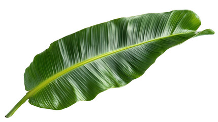 Exploring the natural beauty of a large green banana leaf close-up nature indoor setting textured detail