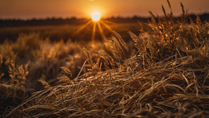 Fototapeta premium Golden sunlight casts warm hues over the wheat field at sunset, showcasing nature's beauty in rural landscape