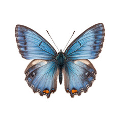 Fototapeta premium Stunning blue butterfly on isolated photography nature close-up view insects