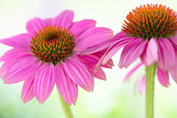 Raspberry colored purple coneflowers, echinacea purpurea, on a soft light  pastel  bokeh background