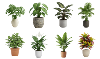 Indoor Plants Collection Diverse Greenery in Pots for Interior Decor
