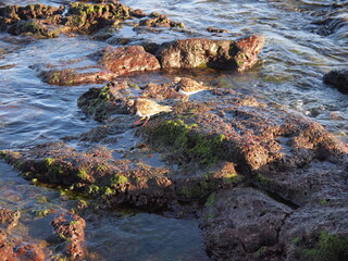 Arinaga (Agüimes, Gran Canaria, Kingdom of Spain)