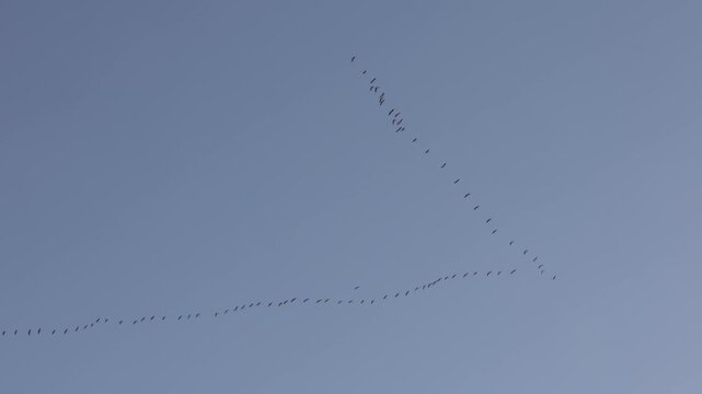 Geese flying in formation over Castilla-La Mancha, Spain