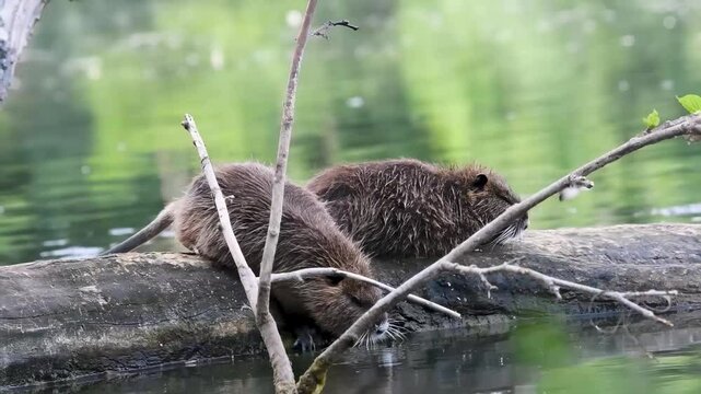 Deux jeunes ragondins (Myocastor coypus) sur un tronc d&rsquo;arbre au milieu de l&rsquo;eau.