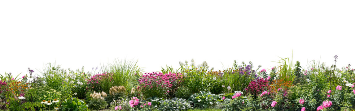 Fototapeta Large foreground flowerbed with different blooming flowers and plants isolated on transparent background