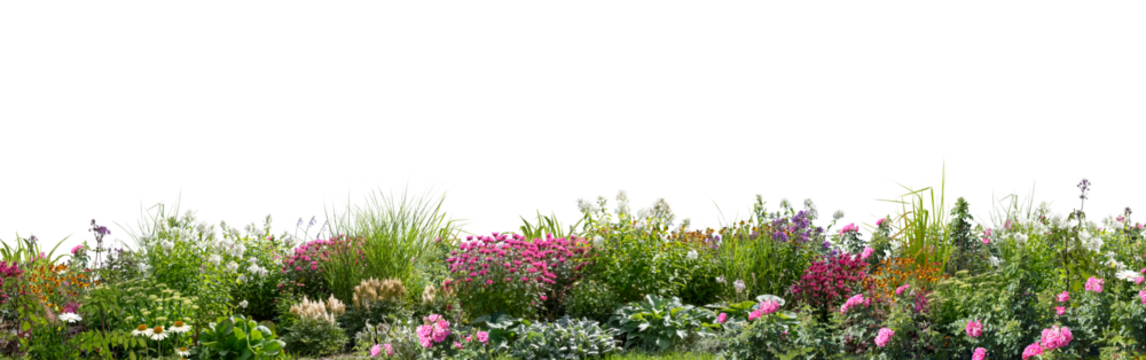 Large foreground flowerbed with different blooming flowers and plants isolated on transparent background