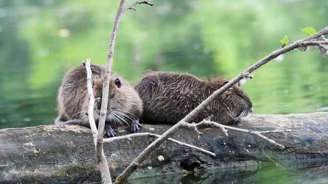 Deux jeunes ragondins (Myocastor coypus) sur un tronc d&rsquo;arbre au milieu de l&rsquo;eau.