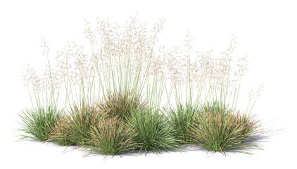 Rendered image of group of blooming ornamental grass isolated on transparent background