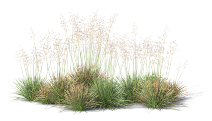 Rendered image of group of blooming ornamental grass isolated on transparent background