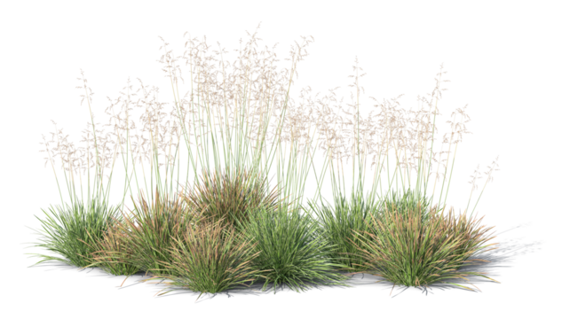 Rendered image of group of blooming ornamental grass isolated on transparent background