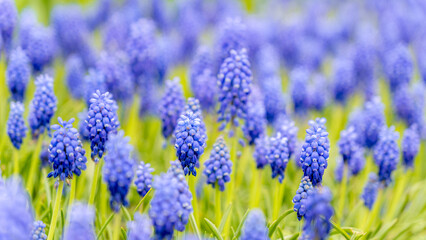 Field of vibrant purple grape hyacinths in full bloom
