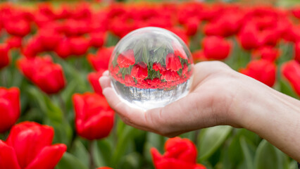 Hand holding glass sphere reflecting vibrant red tulips