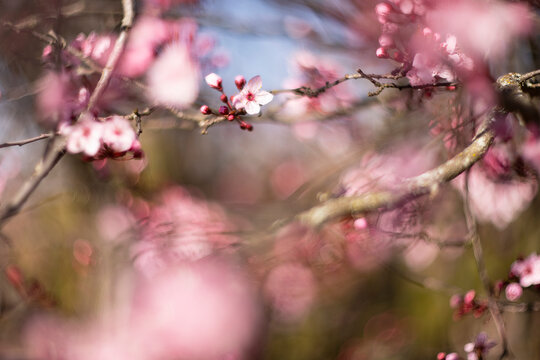 Dreamy pink cherry blossom close-up in spring