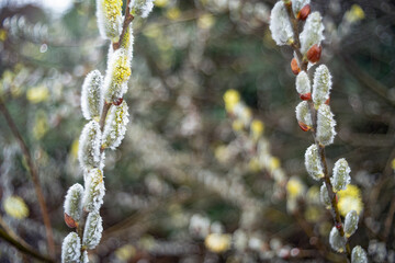 Close-up of willow flowers covered in frost