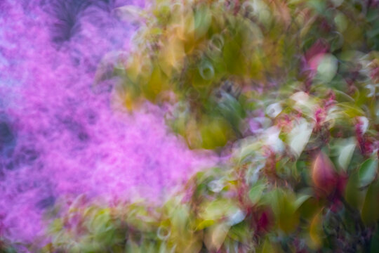 Abstract swirls of cherry blossom flowers in colorful motion