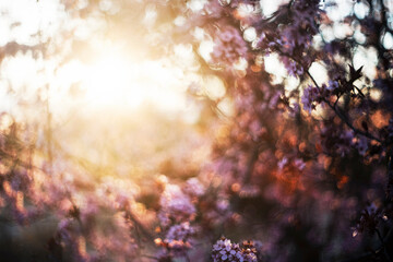 Ethereal cherry blossoms under soft natural light