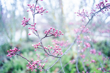 Pink cherry blossom bud flowers blossoming in soft focus background