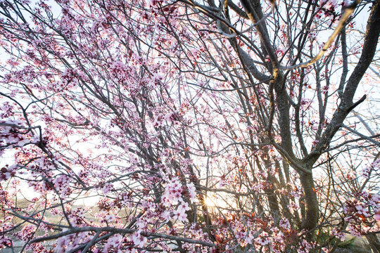 Soft pink cherry blossoms tree in vibrant sunrise light