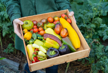 Farmer holds a decomposable wooden box with a ripe heirloom tomato mix. Fresh vegetables for sale at the local farmers market. Concept of gardening and delivery of organic vegetables. Ecofarm worker