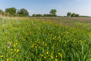 Thousands of yellow and purple flowers in an enchanted natural meadow.