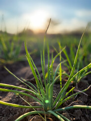 Basking in the warm sun over a vast field of fresh, vibrant green grass and natures beauty