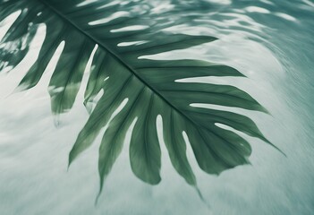 leaf water png shadow tropical top silhouette surface transparent overlay view palm monochrome summer sunny wave blue holiday art design wallpaper vacation sand time sunlight banner background