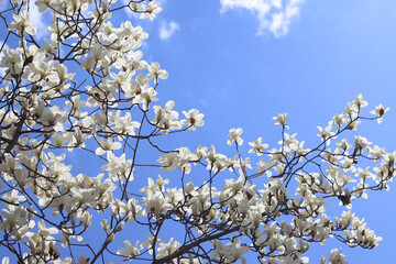 White magnolia flowers. Blooming tree in the park. Blooming white magnolia tree against the sky. Spring magnolia blossom. Nature background. Beautiful tree branches in spring