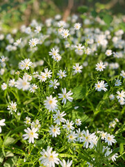 A Beautiful Field of Delicate White Wildflowers Flourishing Naturally in the Great Outdoors