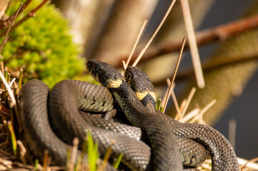 Close up of groep of grass snakes during mating season