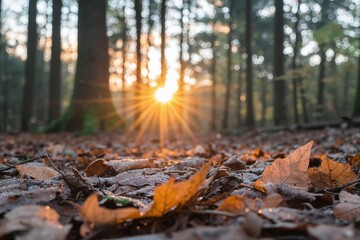 Obraz premium Golden sunset in forest with fallen leaves. Autumn nature landscape background. Tranquility and natural beauty. Seasonal template for banner, advertising, blog, website or poster design