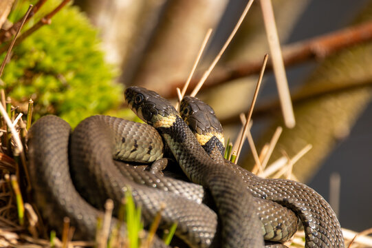 Close up of groep of grass snakes during mating season