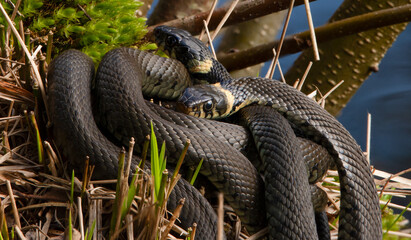 Close up of groep of grass snakes during mating season