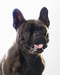 French bulldog studio portrait on white. 