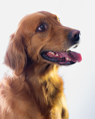 Golden retriever dog studio portrait on white. 