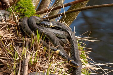 Close up of groep of grass snakes during mating season