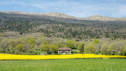 Scenic view of Jura, France with yellow fields and mountains
