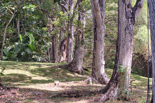 trees in the forest