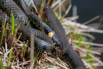 Close up of groep of grass snakes during mating season