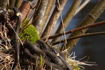 Close up of groep of grass snakes during mating season