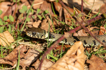 Close up of grass snakes during mating season